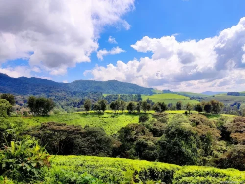 Kibira National Park 24