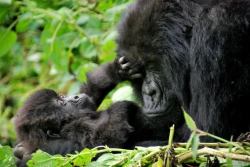 Kibira National Park 29