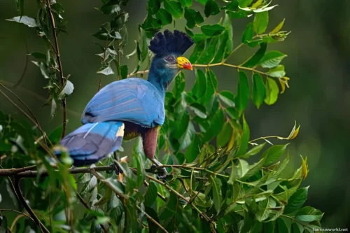 Kibira National Park 30