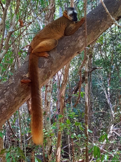 Kirindy Mitea National Park 04