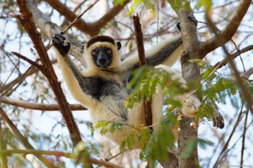 Kirindy Mitea National Park 16
