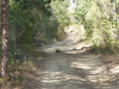 Kirindy Mitea National Park 28