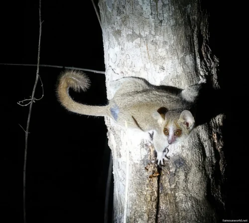 Kirindy Mitea National Park 37