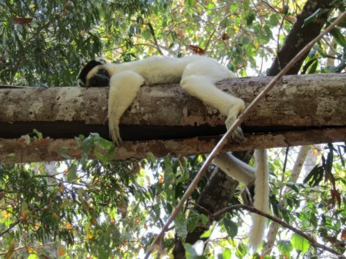 Kirindy Mitea National Park 47