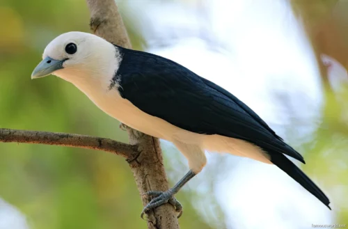 Kirindy Mitea National Park 49