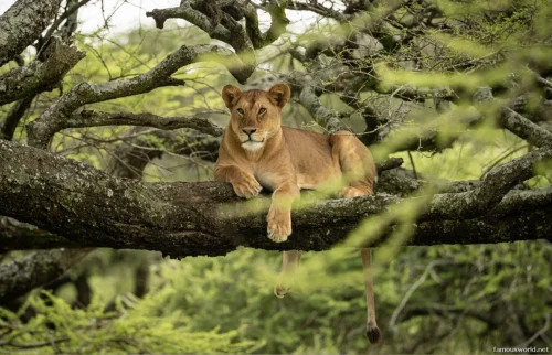 Lake Manyara National Park 05