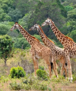 Lake Manyara National Park