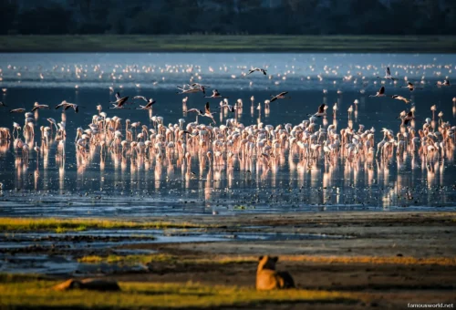 Lake Manyara National Park 12