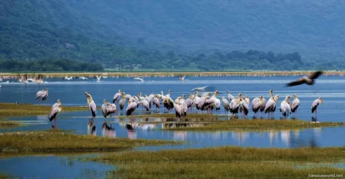 Lake Manyara National Park 36