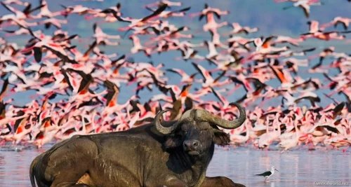 Lake Nakuru National Park 02