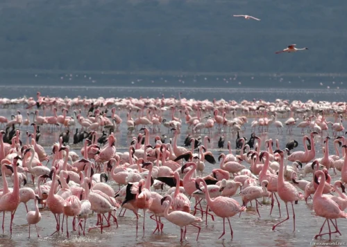 Lake Nakuru National Park 03