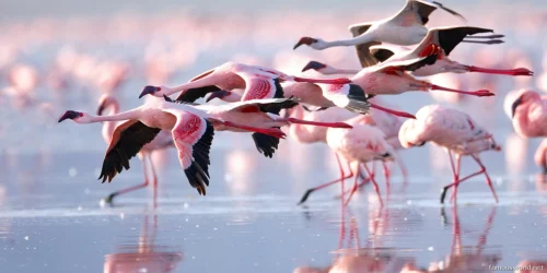 Lake Nakuru National Park 04