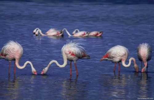 Lake Nakuru National Park 05