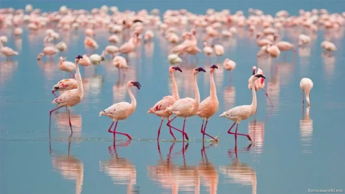 Lake Nakuru National Park 06