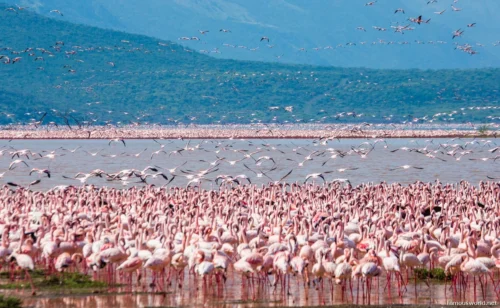 Lake Nakuru National Park 07