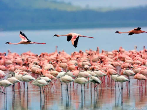 Lake Nakuru National Park 09