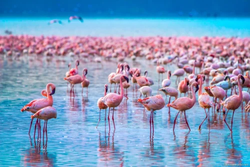 Lake Nakuru National Park 11
