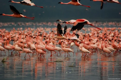 Lake Nakuru National Park 12