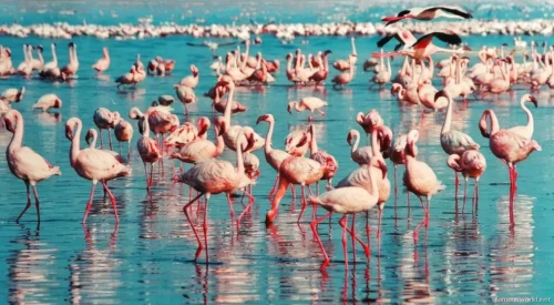 Lake Nakuru National Park 15