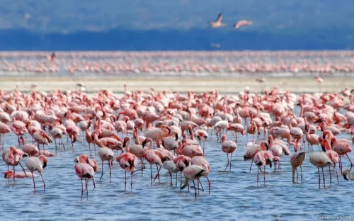 Lake Nakuru National Park 16