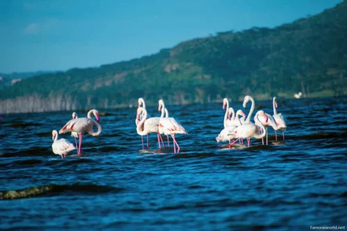 Lake Nakuru National Park 19