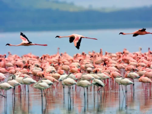 Lake Nakuru National Park 20
