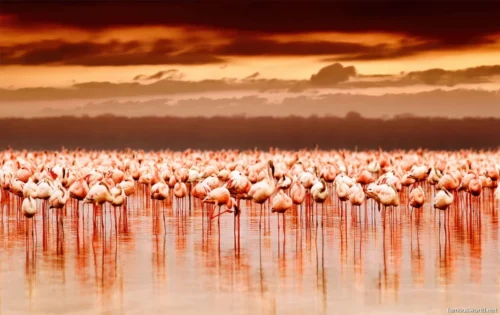 Lake Nakuru National Park 21