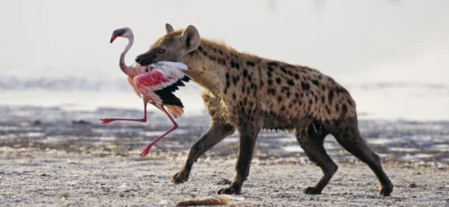 Lake Nakuru National Park 22