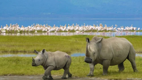 Lake Nakuru National Park 24
