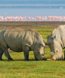 Lake Nakuru National Park