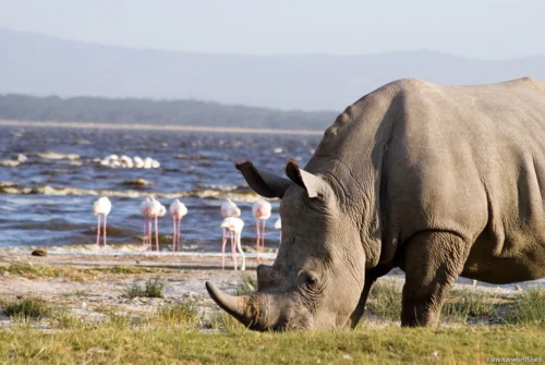 Lake Nakuru National Park 26