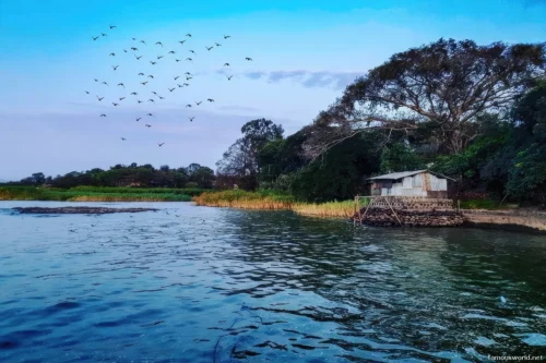 Lake Tana 13