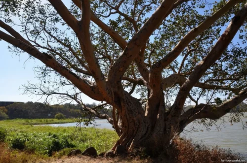 Lake Tana 15