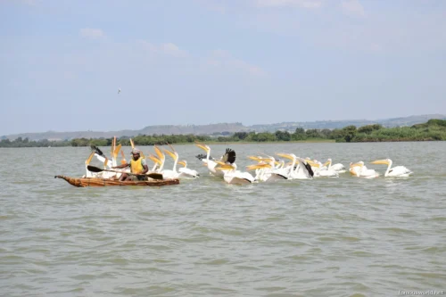 Lake Tana 28