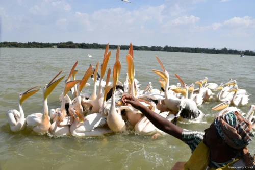 Lake Tana 29