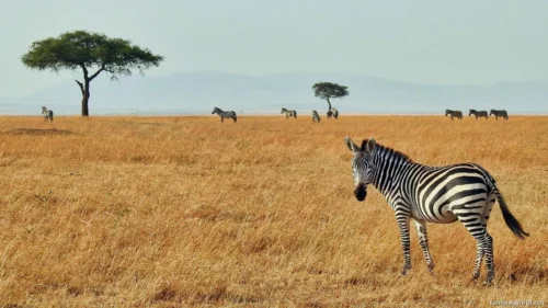 Maasai Mara National Reserve 01