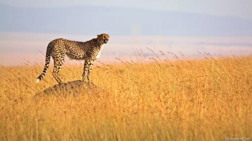 Maasai Mara National Reserve 03