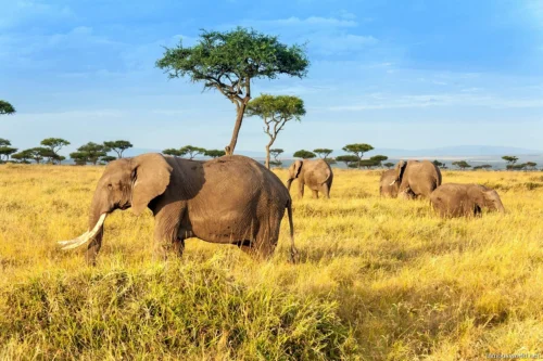 Maasai Mara National Reserve 04
