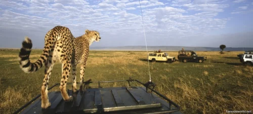 Maasai Mara National Reserve 07