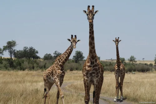 Maasai Mara National Reserve 08