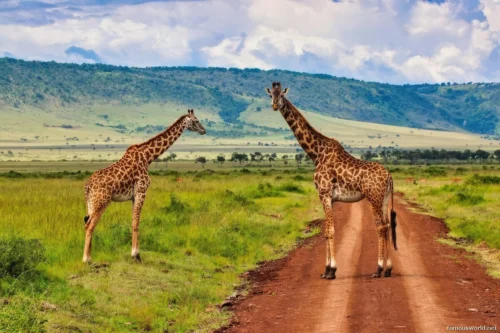 Maasai Mara National Reserve 09