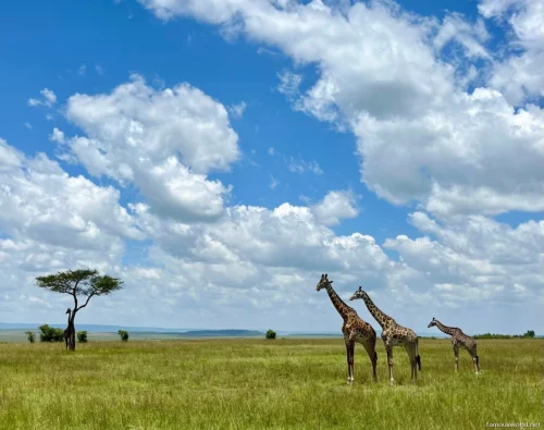 Maasai Mara National Reserve 10
