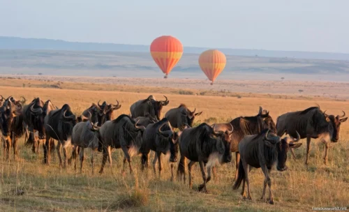 Maasai Mara National Reserve 12