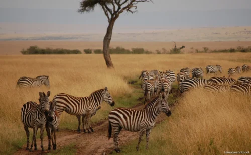 Maasai Mara National Reserve 16