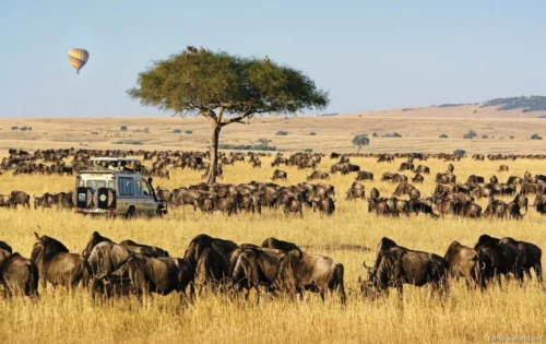 Maasai Mara National Reserve 17