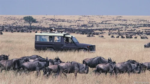 Maasai Mara National Reserve 20