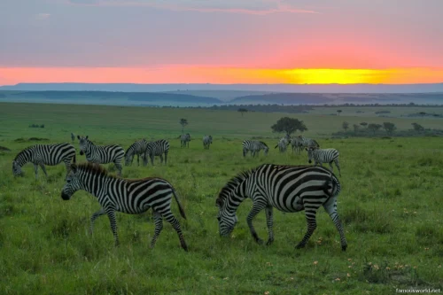 Maasai Mara National Reserve 21