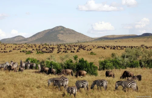 Maasai Mara National Reserve 26