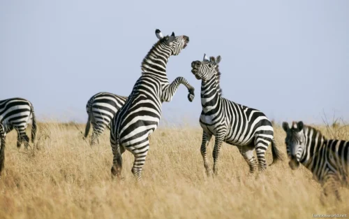 Maasai Mara National Reserve 36
