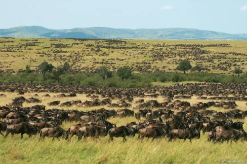 Maasai Mara National Reserve 37